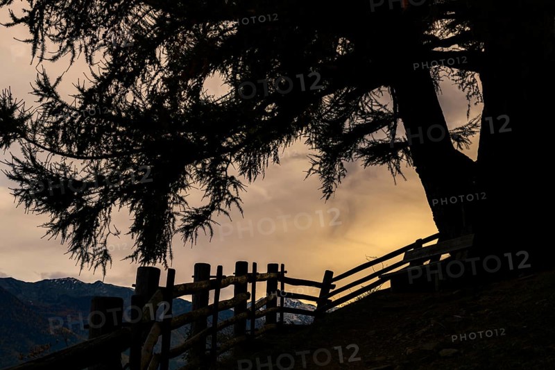 Old fence with large tree as silhouette at sunset