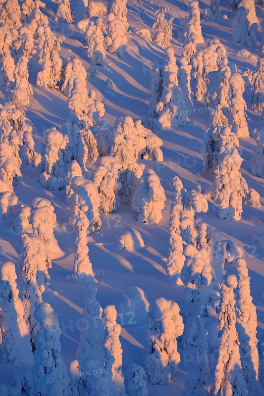 Snow covered trees at sunrise