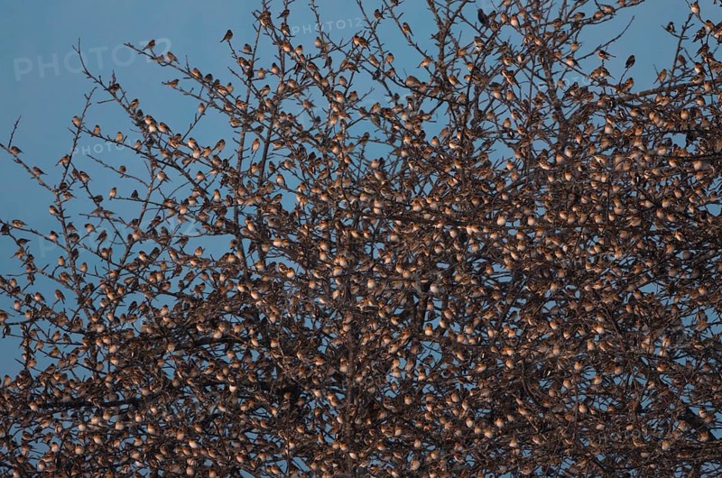 Brambling
