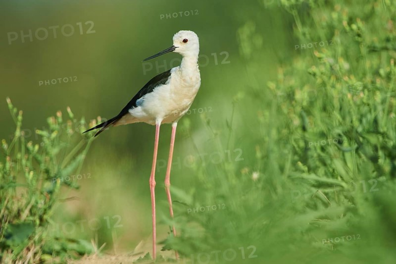 Black-winged stilt