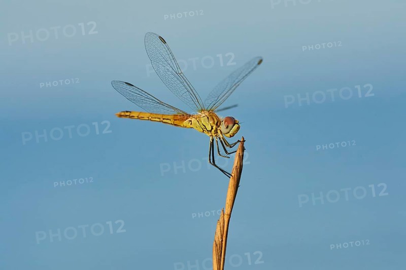 Red-veined darter
