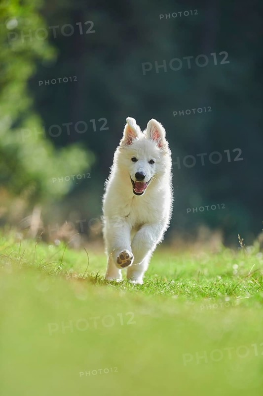 White Swiss Shepherd Dog