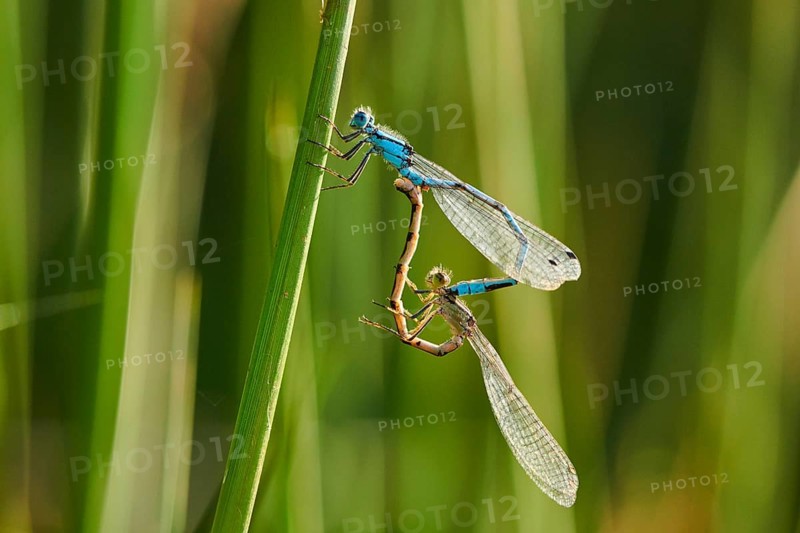 Azure damselfly