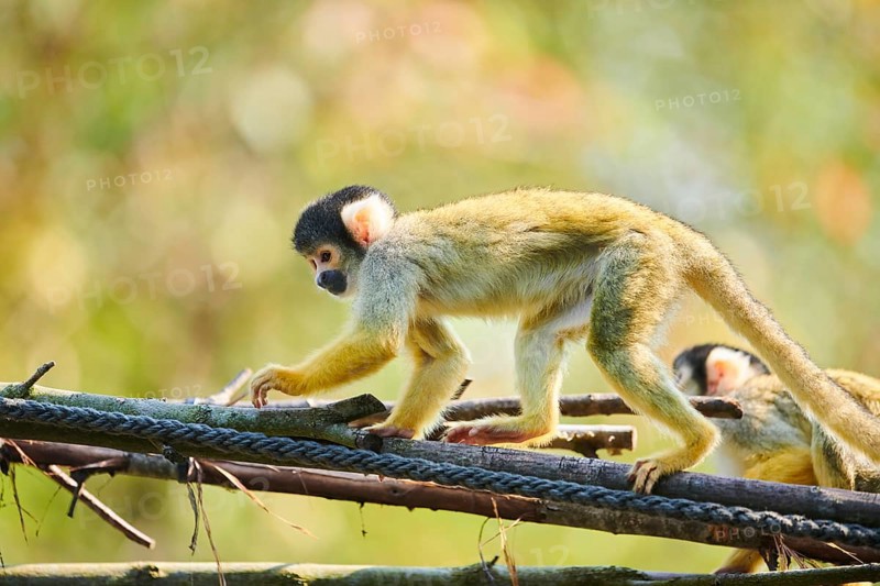 Common squirrel monkey