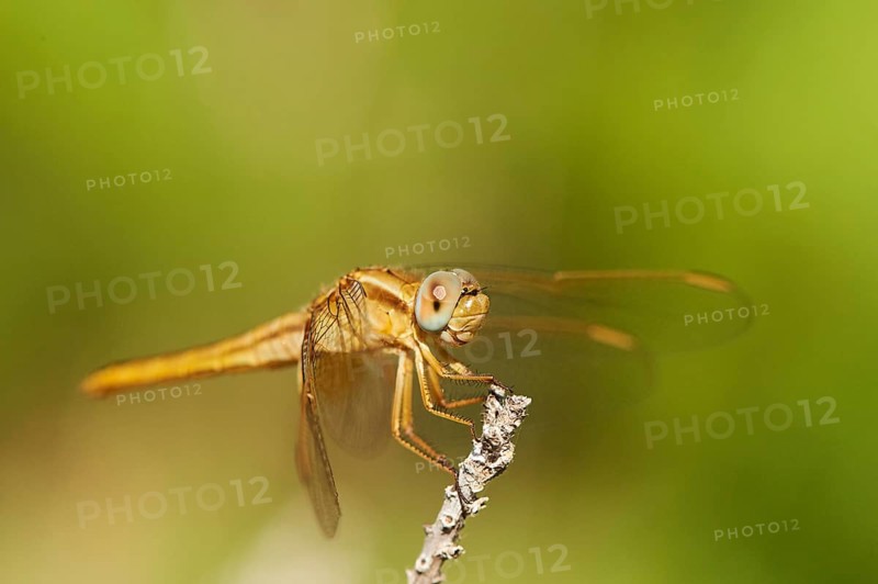 Red-veined darter