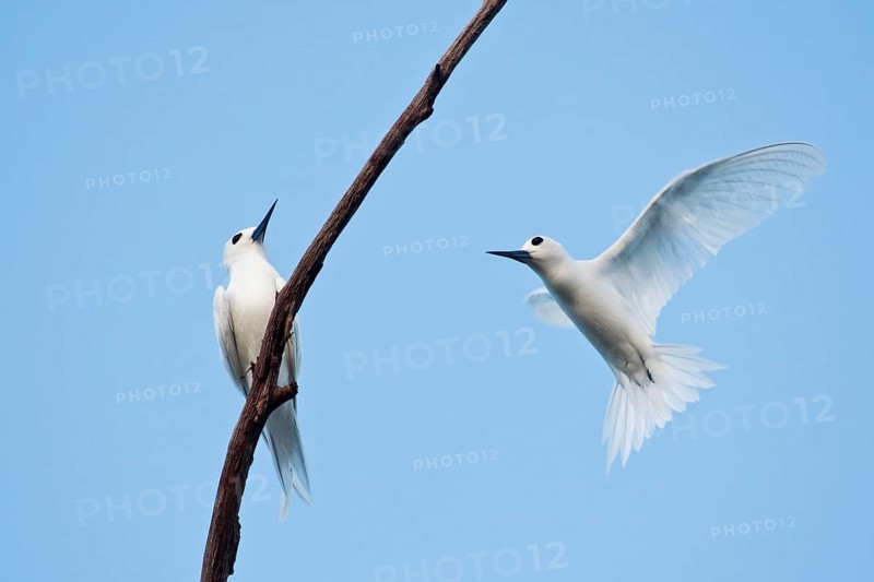 White terns