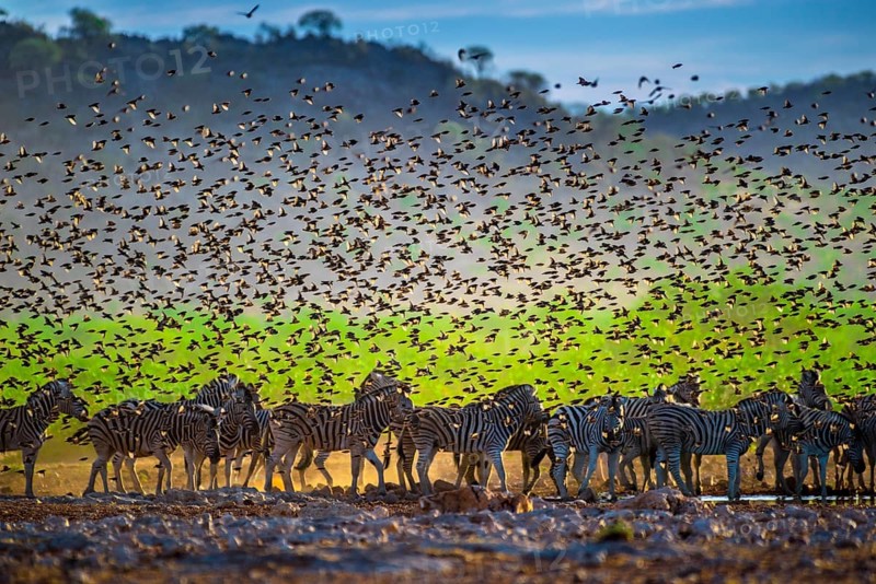 A mega flock of red-billed quelea