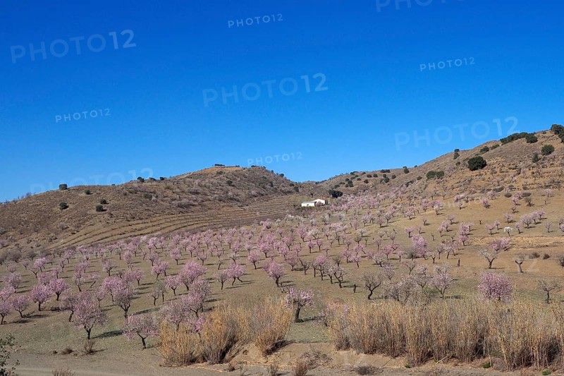 Several flowering almond trees in front of country house on hillside