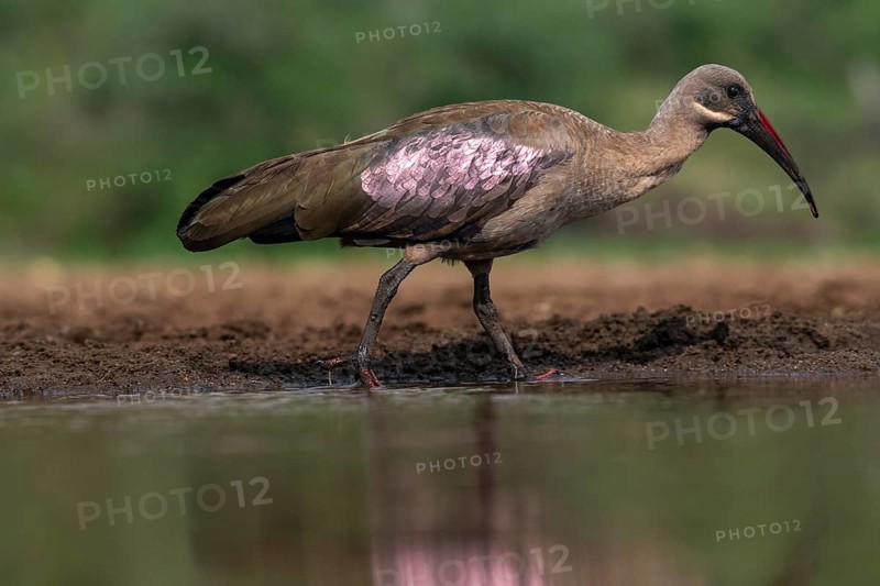 Hagedash Ibis