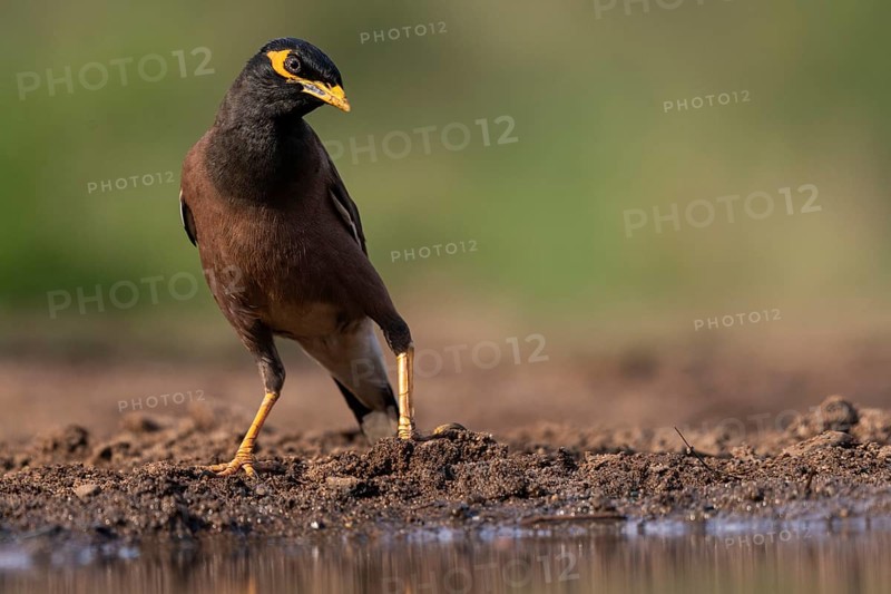 Shepherd mynah