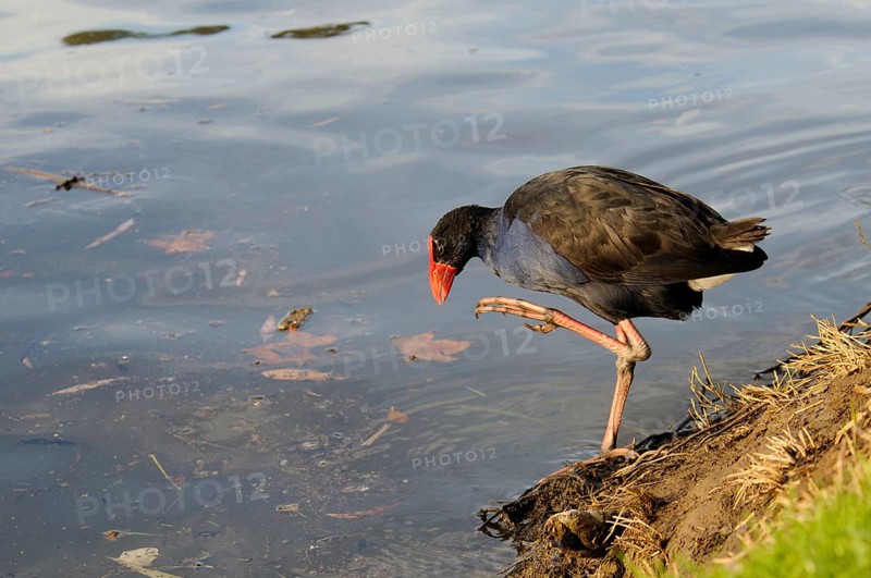 Purple partridge