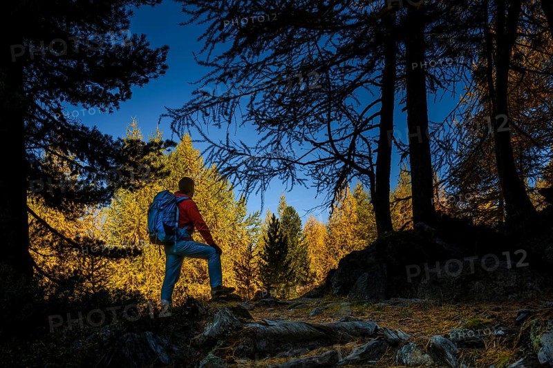 Mountaineer in front of autumnal larch