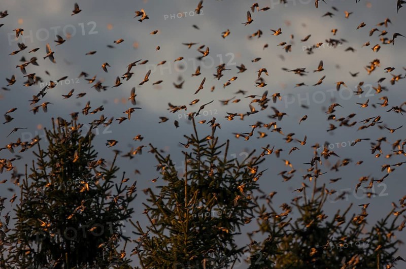 Brambling