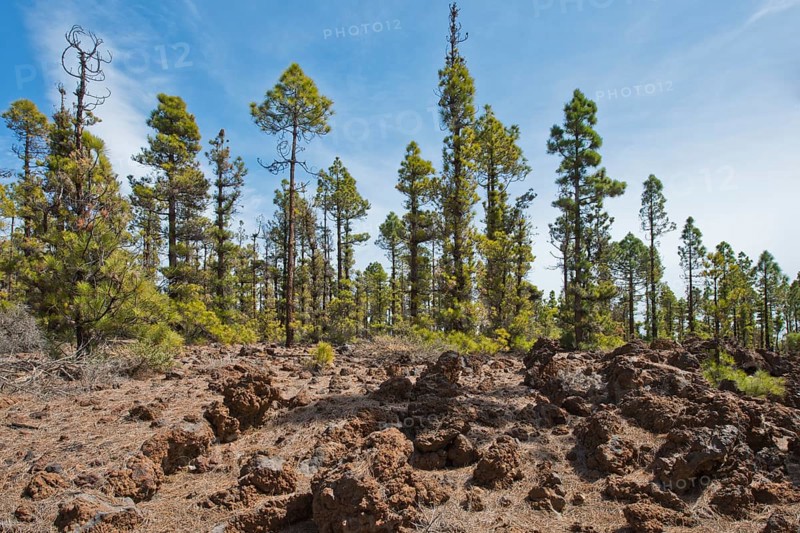 Canary island pines