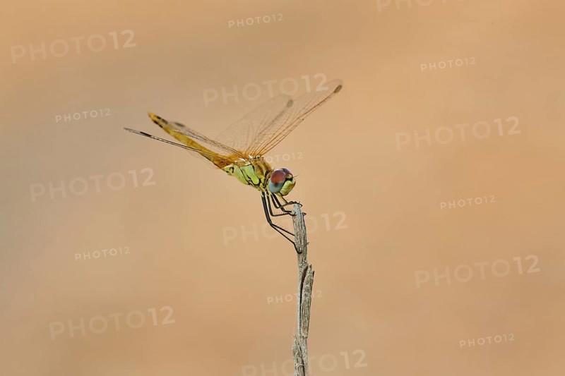 Red-veined darter