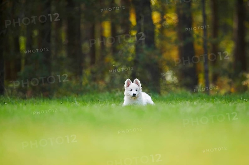White Swiss Shepherd Dog
