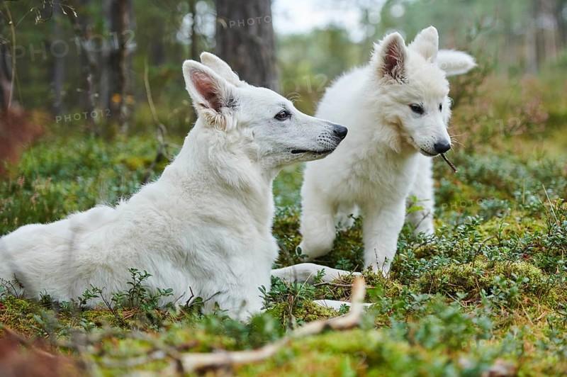 White Swiss Shepherd Dog