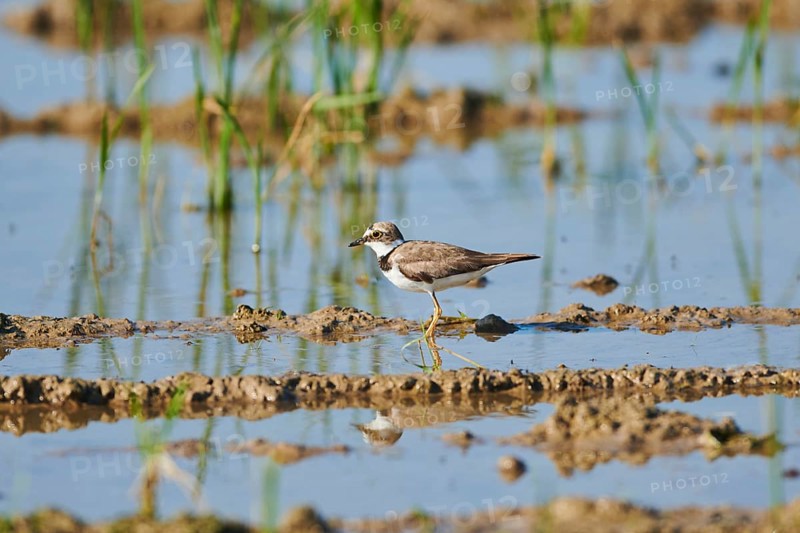 Common ringed plover