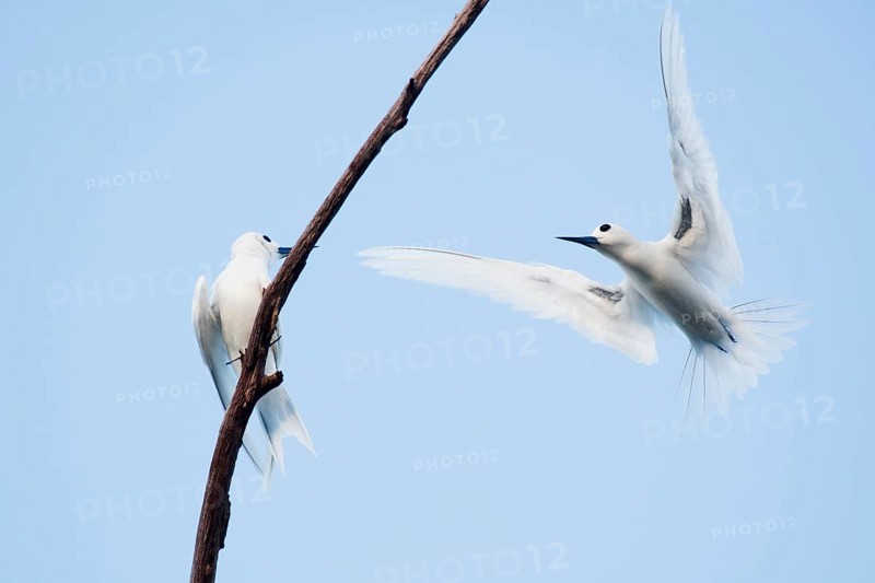 White terns