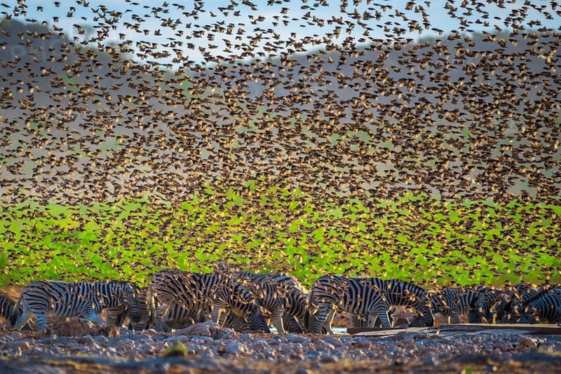 A mega flock of red-billed quelea