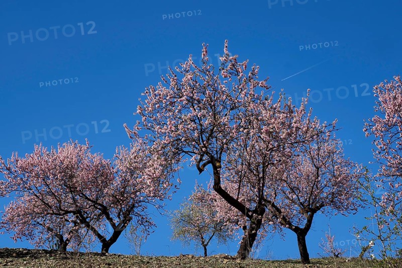 Blooming almond plantation with blue sky and aeroplane