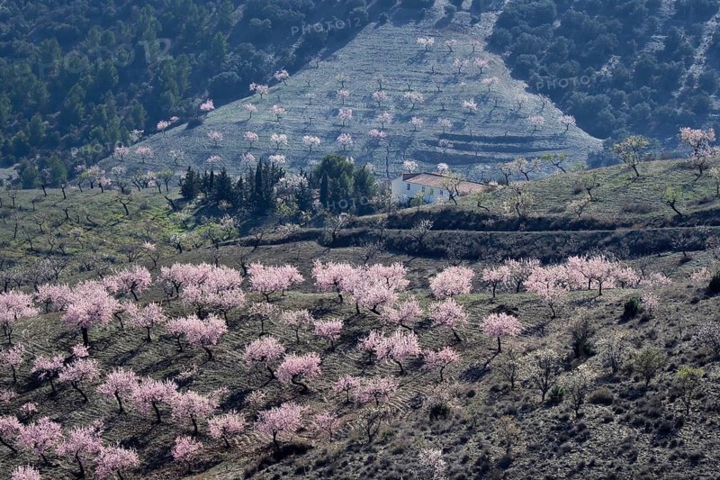 Several almond trees in blossom on mountain slope