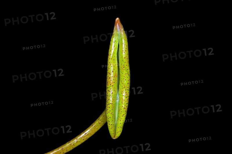 A leaf of the Indian lotus