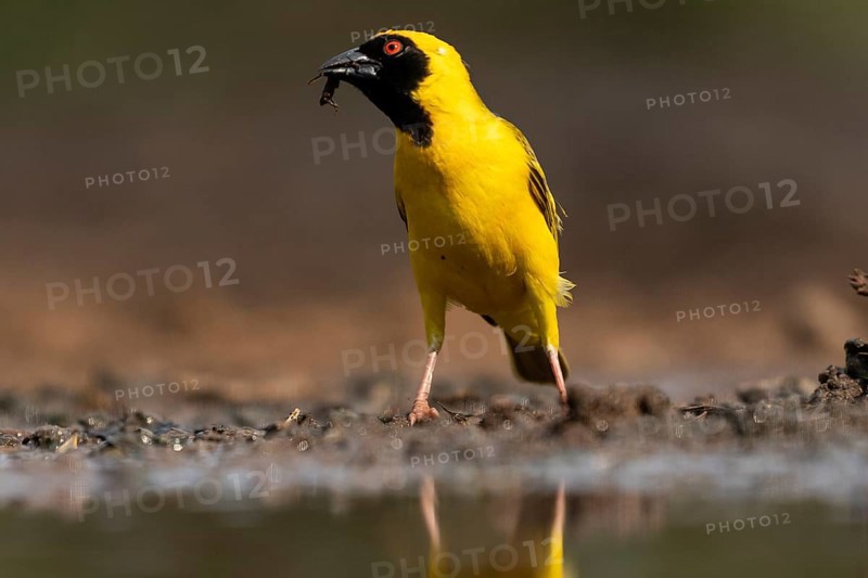 Southern masked weaver