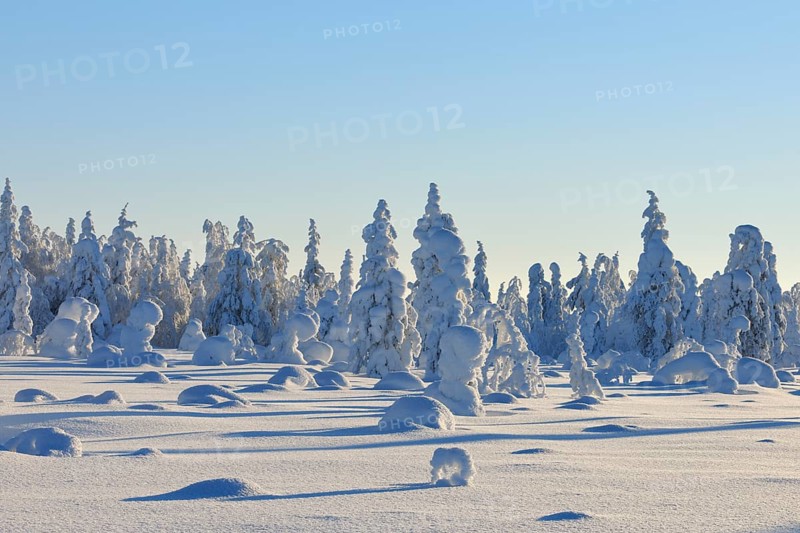Snow covered winter landscape