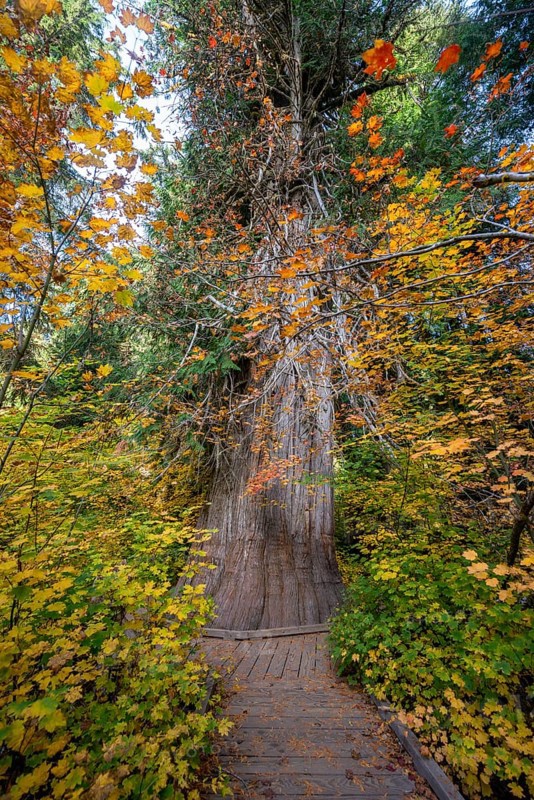 Thick Giant Life Tree in Autumnal Forest