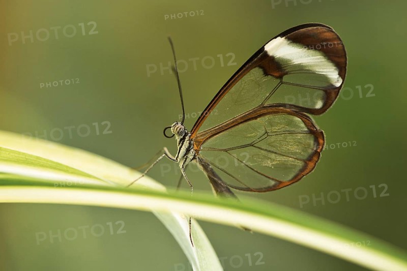 Glass butterfly
