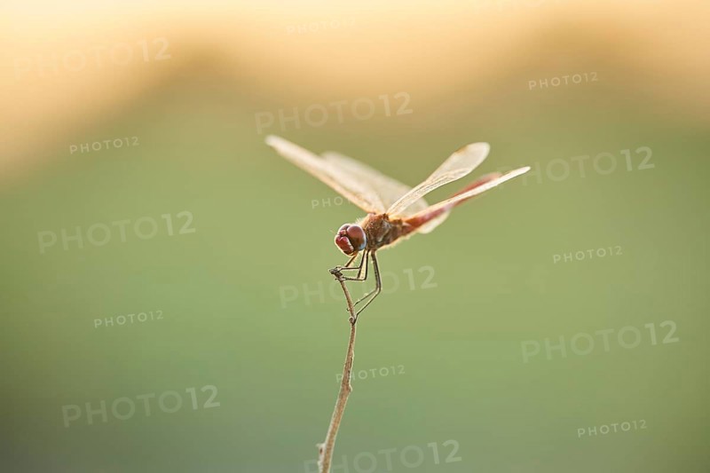 Red-veined darter