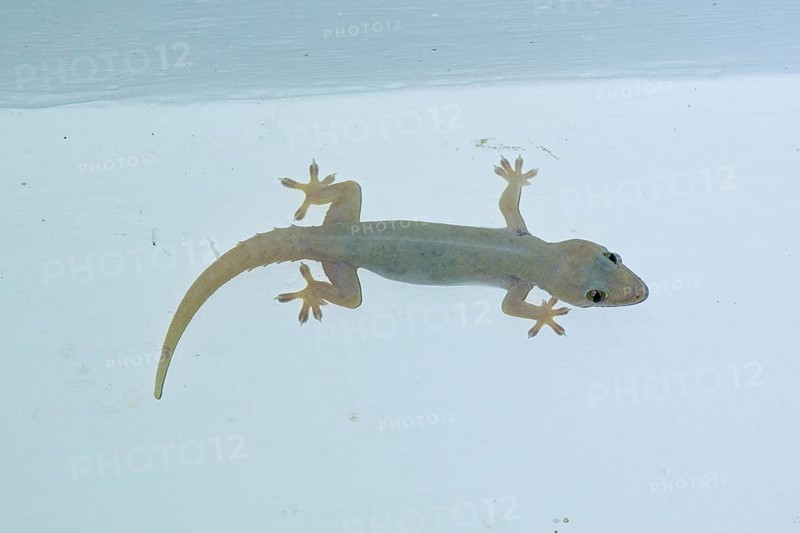 Night gecko