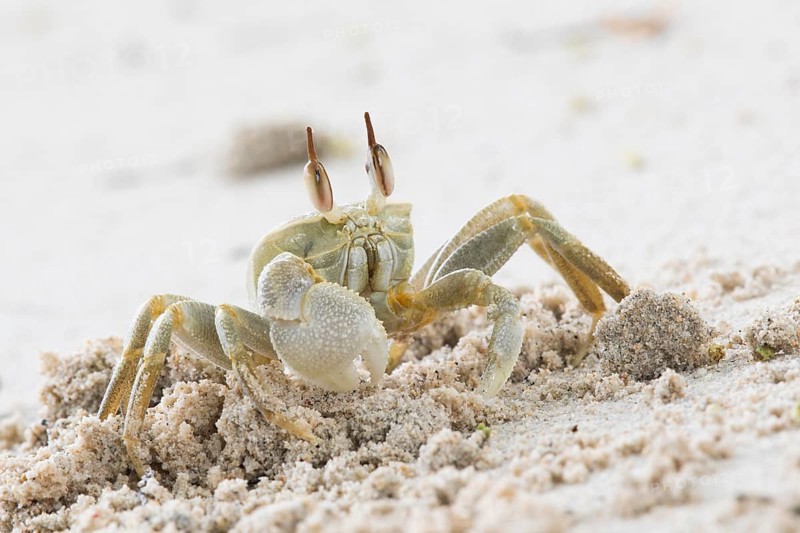 Rider crab