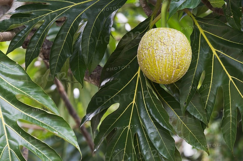 Breadfruit tree