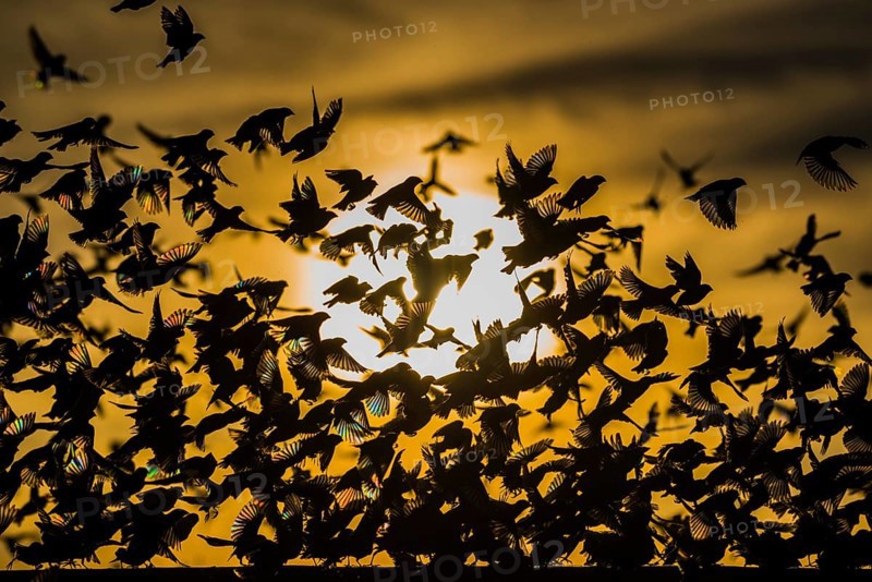 A mega flock of red-billed quelea