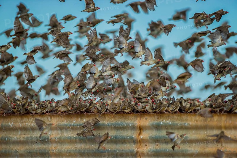A mega flock of red-billed quelea