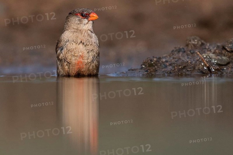 Common waxbill