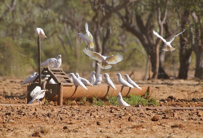 Little corellas