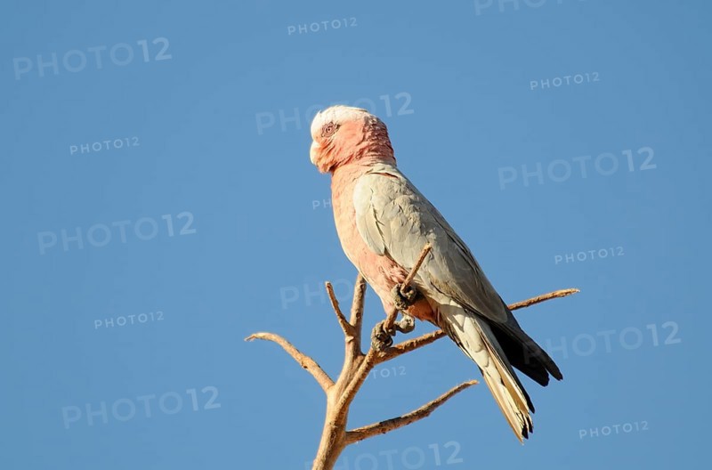 Pink Cockatoo