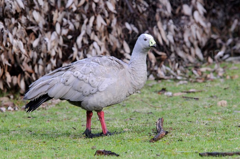 Cape barren goose