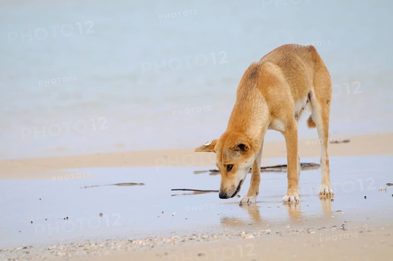 Dingo