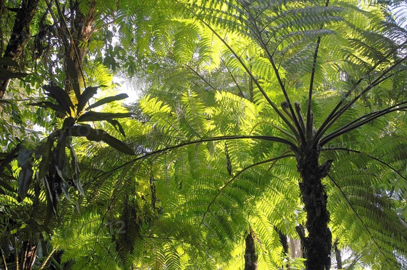 Tree fern