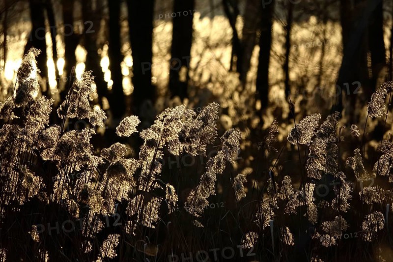 Grasses in the sunlight