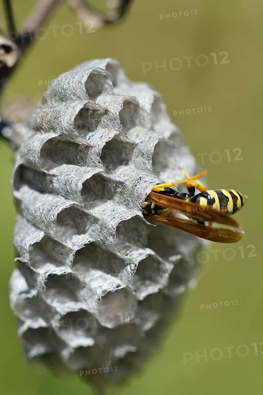 European paper wasp