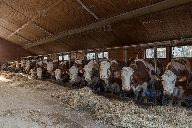 Dairy cows at the feeding table eating hay in a cow shed