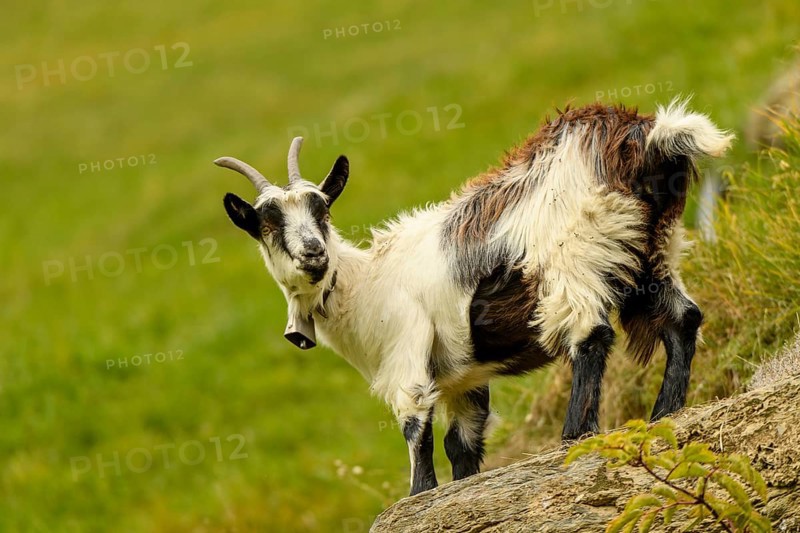 Domestic goat