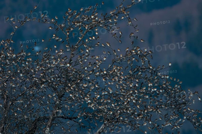 Brambling