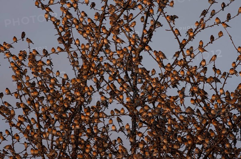 Brambling