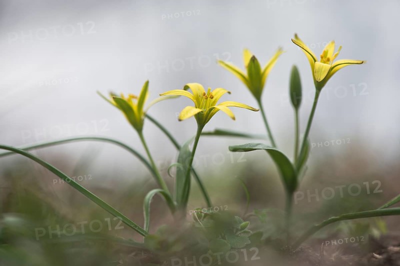 Yellow star-of-bethlehem